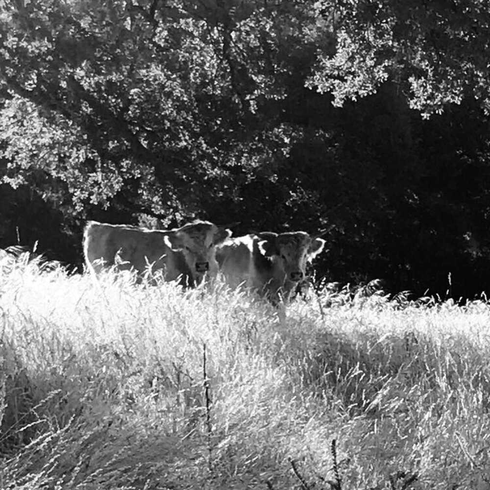 Farmhouse decor , cow , highland